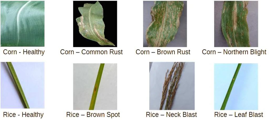 Sample leaf images: corn and rice, healthy and diseased