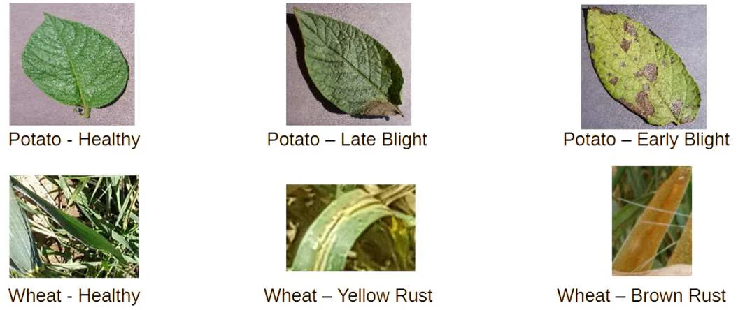 Sample leaf images: potato and wheat, healthy and diseased